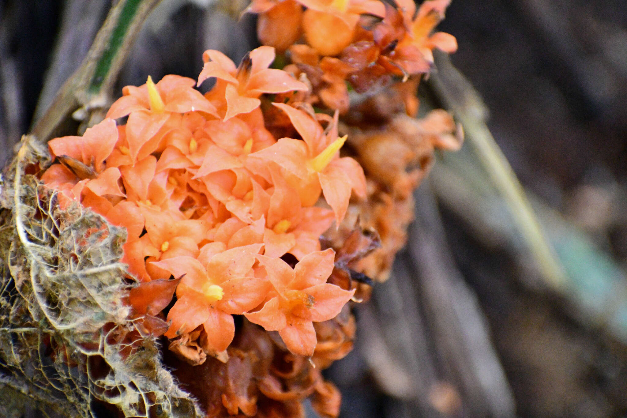 Imagem de Gurania rhizantha (Poepp. & Endl.) C. Jeffrey