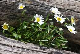 Слика од Leucanthemum halleri (Suter) Polatschek