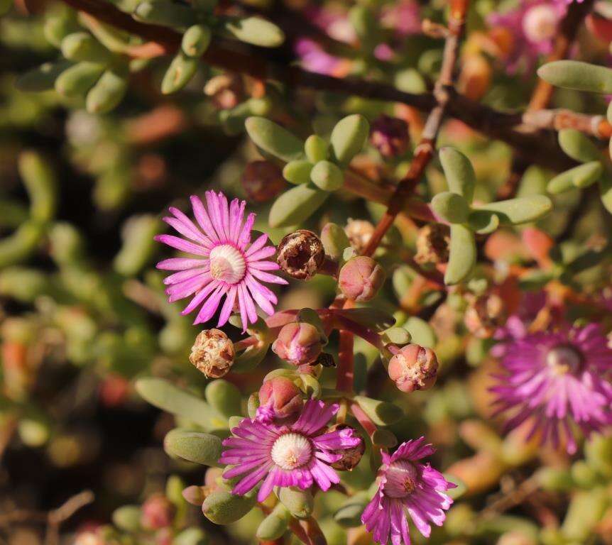 Image of Ruschiella lunulata (A. Berger) Klak