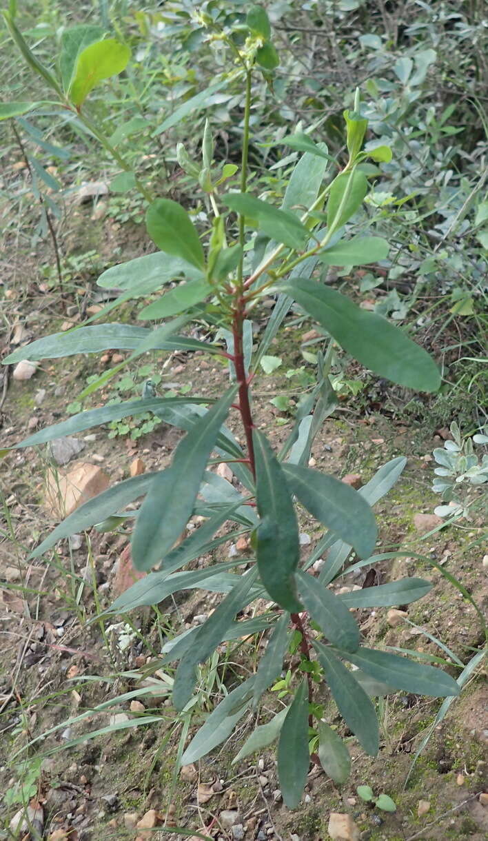 Image of Euphorbia kraussiana Bernh. ex C. Krauss