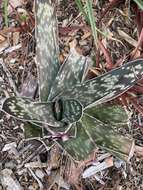 Image of Gasteria obliqua (Aiton) Duval