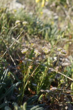 صورة Valerianella pumila (L.) DC.