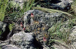 Image of Echinopsis aurea Britton & Rose