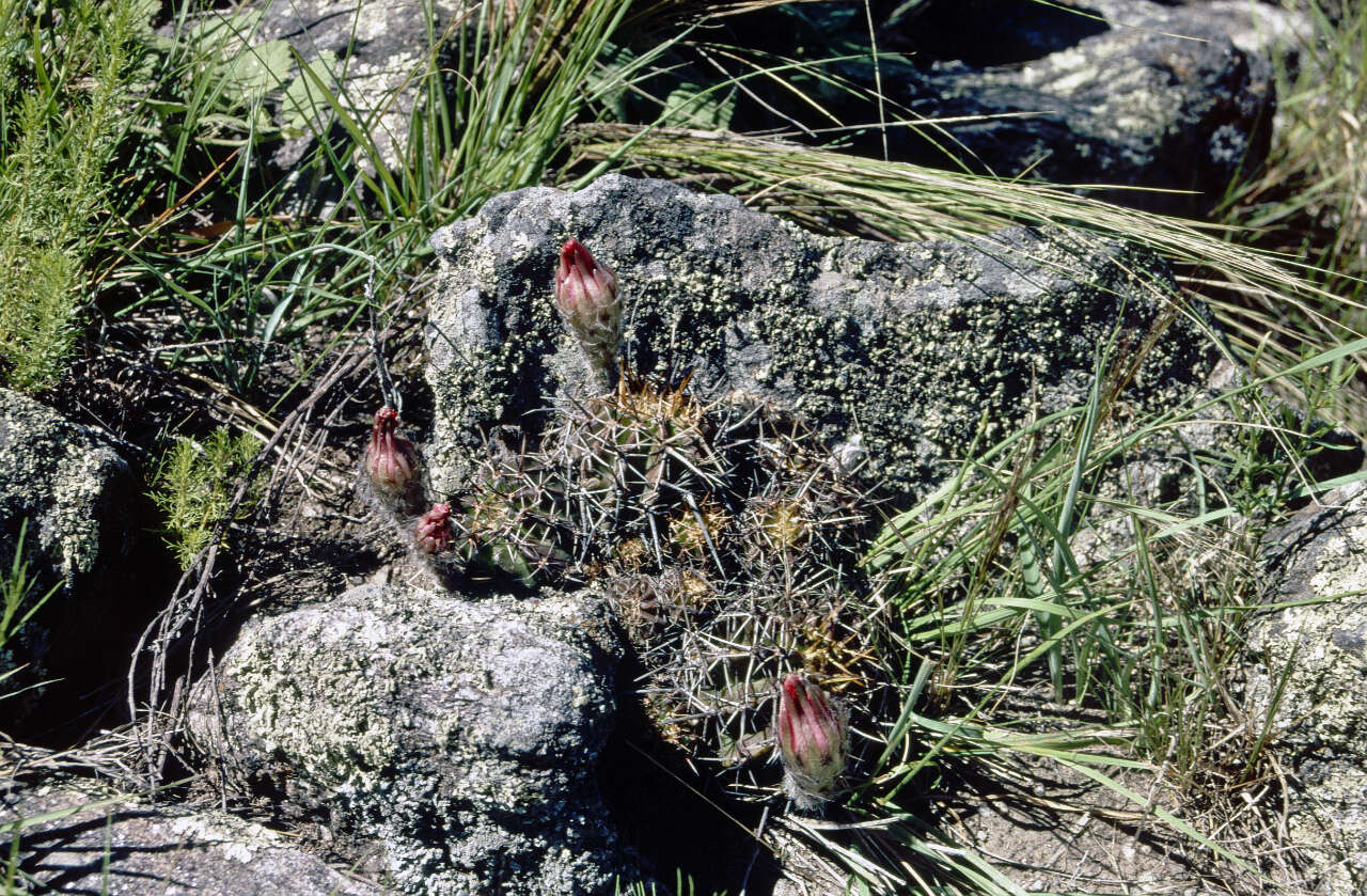 Image de Echinopsis aurea Britton & Rose