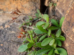 Image of Tylecodon faucium (Poelln.) H. Tölken