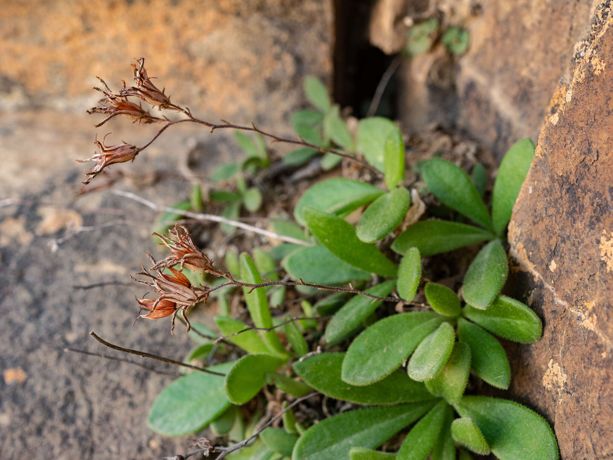 Imagem de Tylecodon faucium (Poelln.) H. Tölken