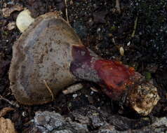 Image of Ganoderma curtisii (Berk.) Murrill 1908