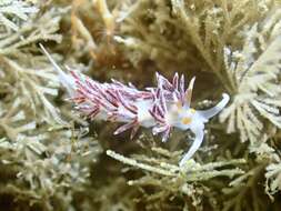 Image of Cratena minor Padula, Araújo, Matthews-Cascon & Schrödl 2014