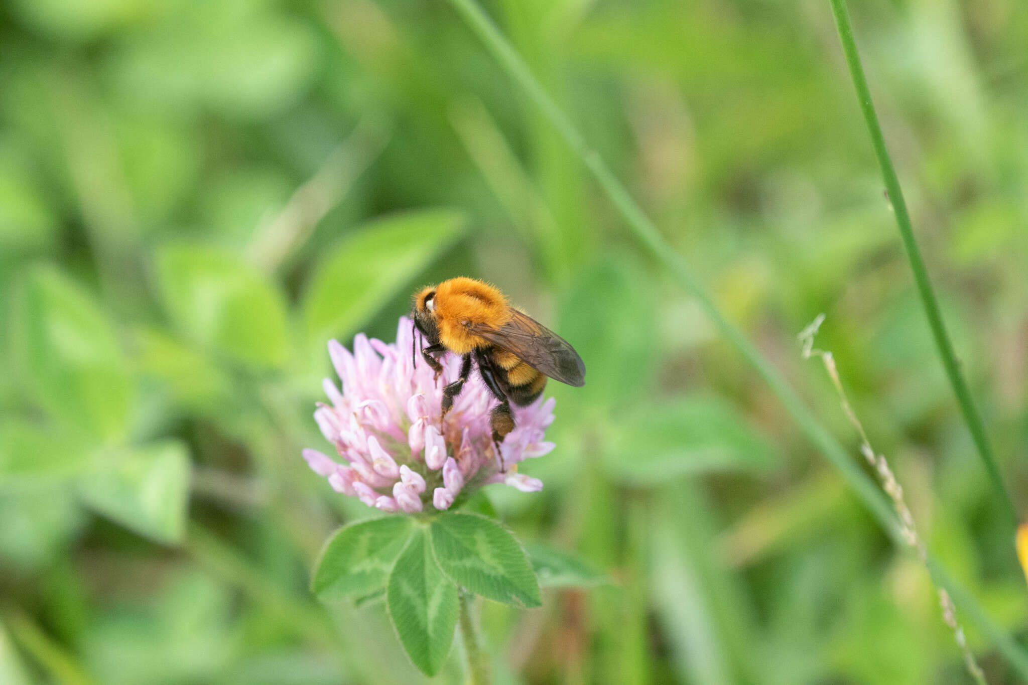 Image of Bombus diversus Smith 1869