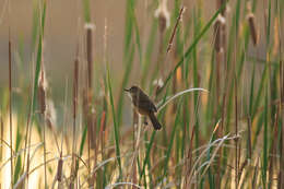 Слика од Acrocephalus australis australis (Gould 1838)