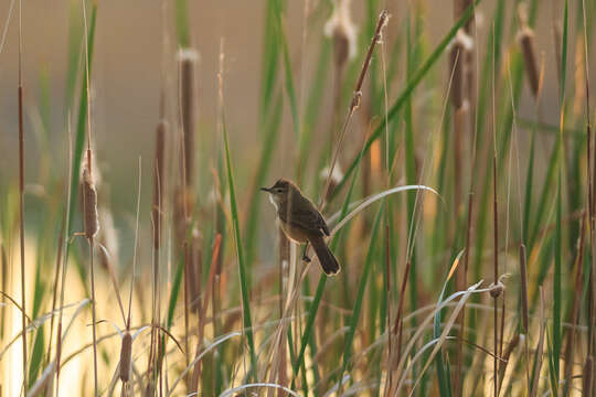 Acrocephalus australis australis (Gould 1838)的圖片