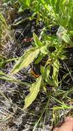 Image of Kaweah River phacelia