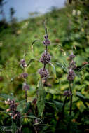 Image of Phlomoides alpina (Pall.) Adylov, Kamelin & Makhm.