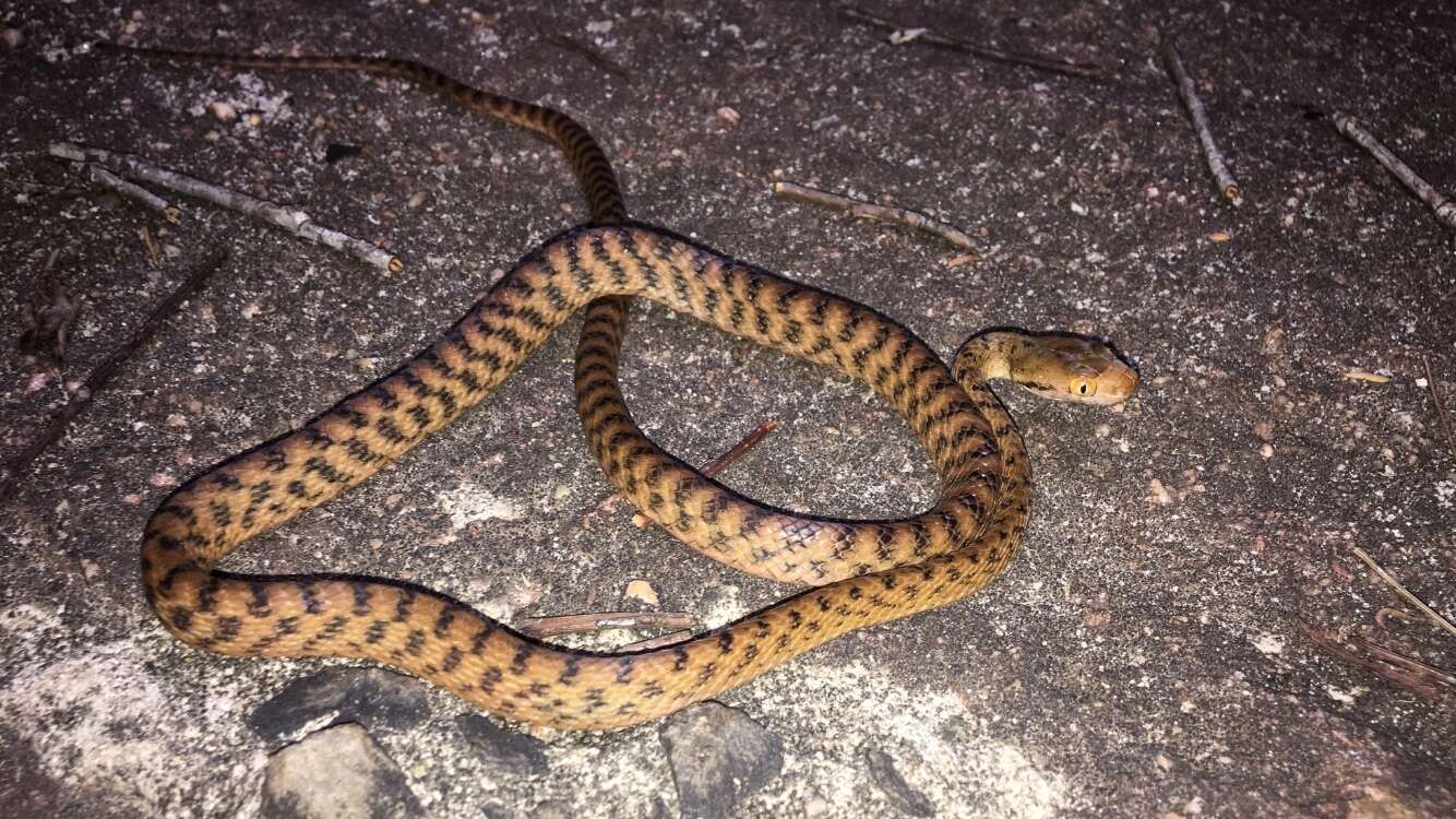 Image of Brown tree snake