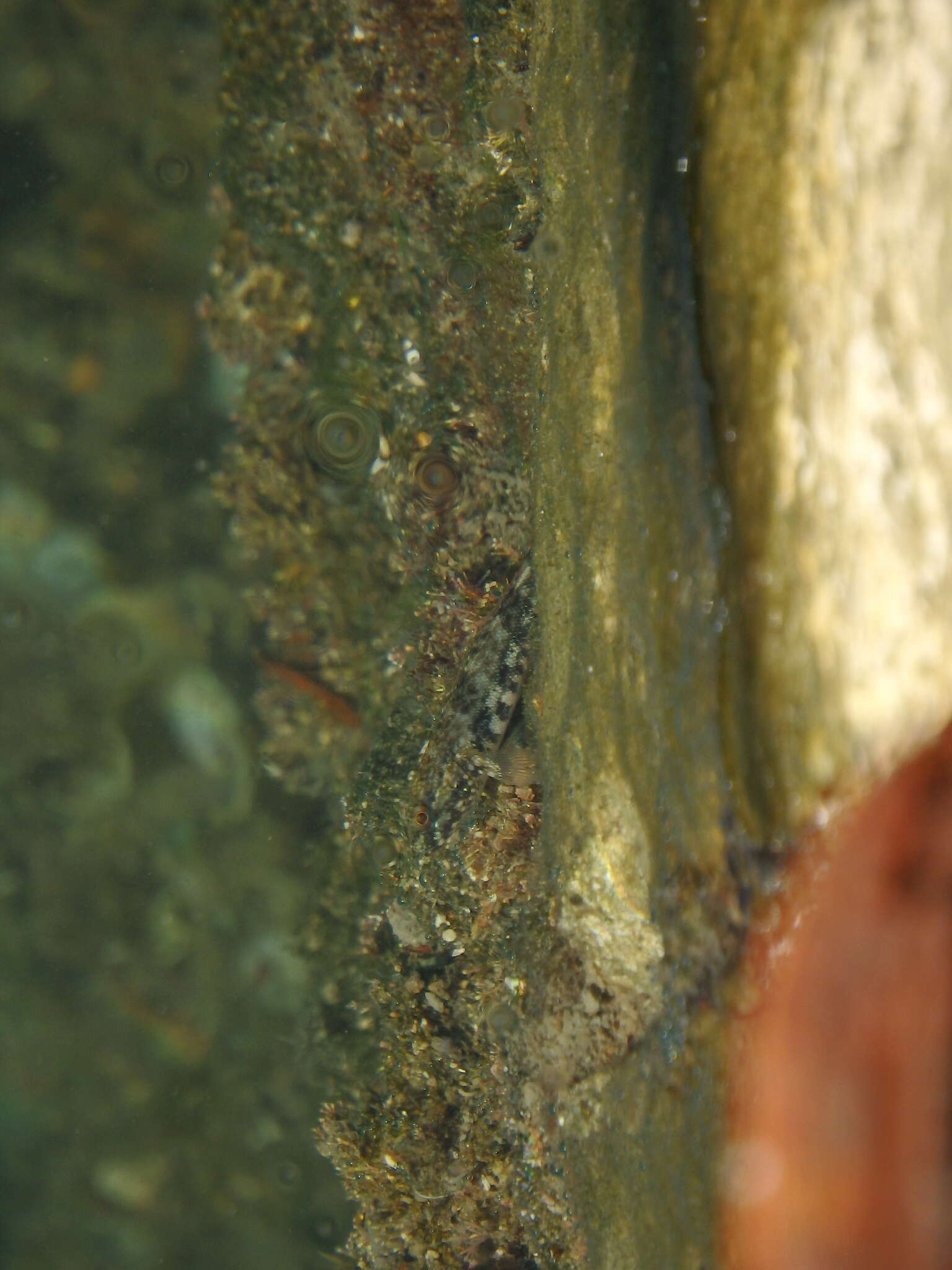 Image of Giant goby