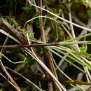 Image of Carex allanii Hamlin