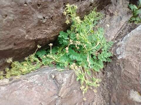 Ivesia baileyi var. beneolens (Nelson & J. F. Macbr.) B. Ertter的圖片