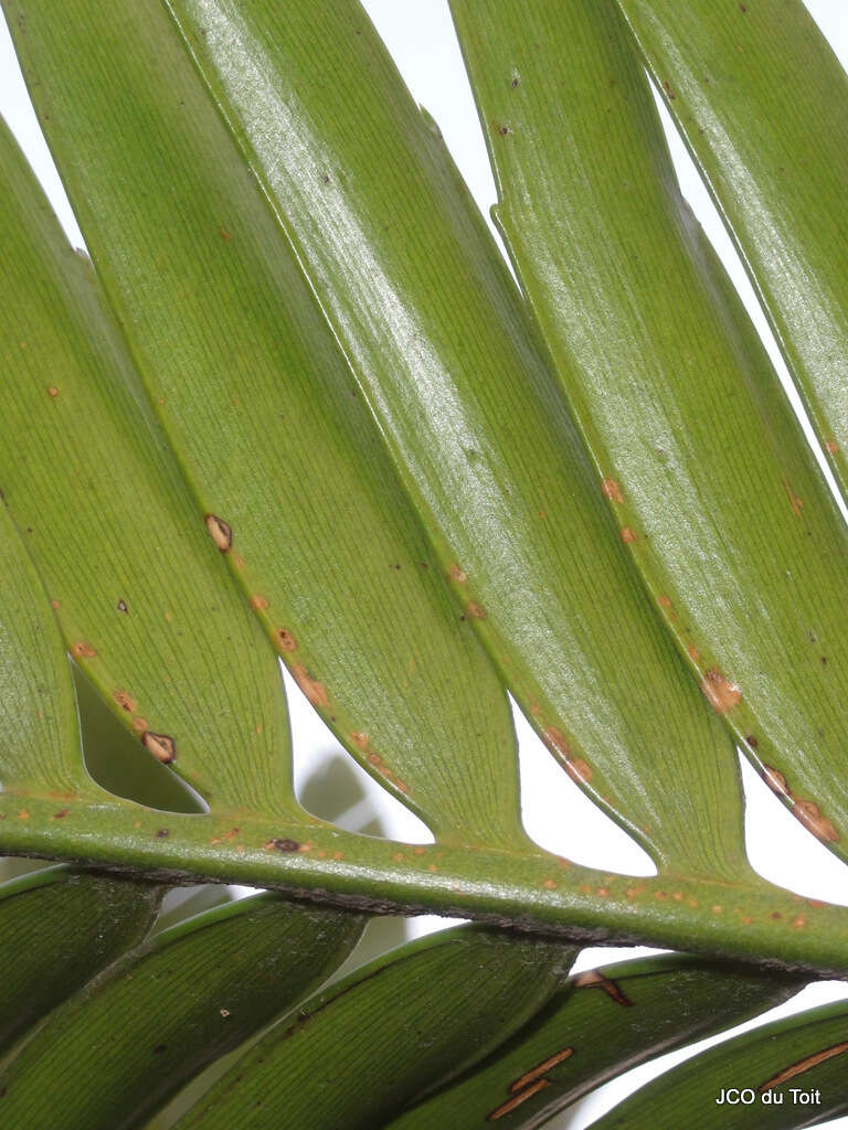 Image of Natal Cycad