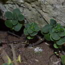 Image of Peperomia liebmannii C. DC.