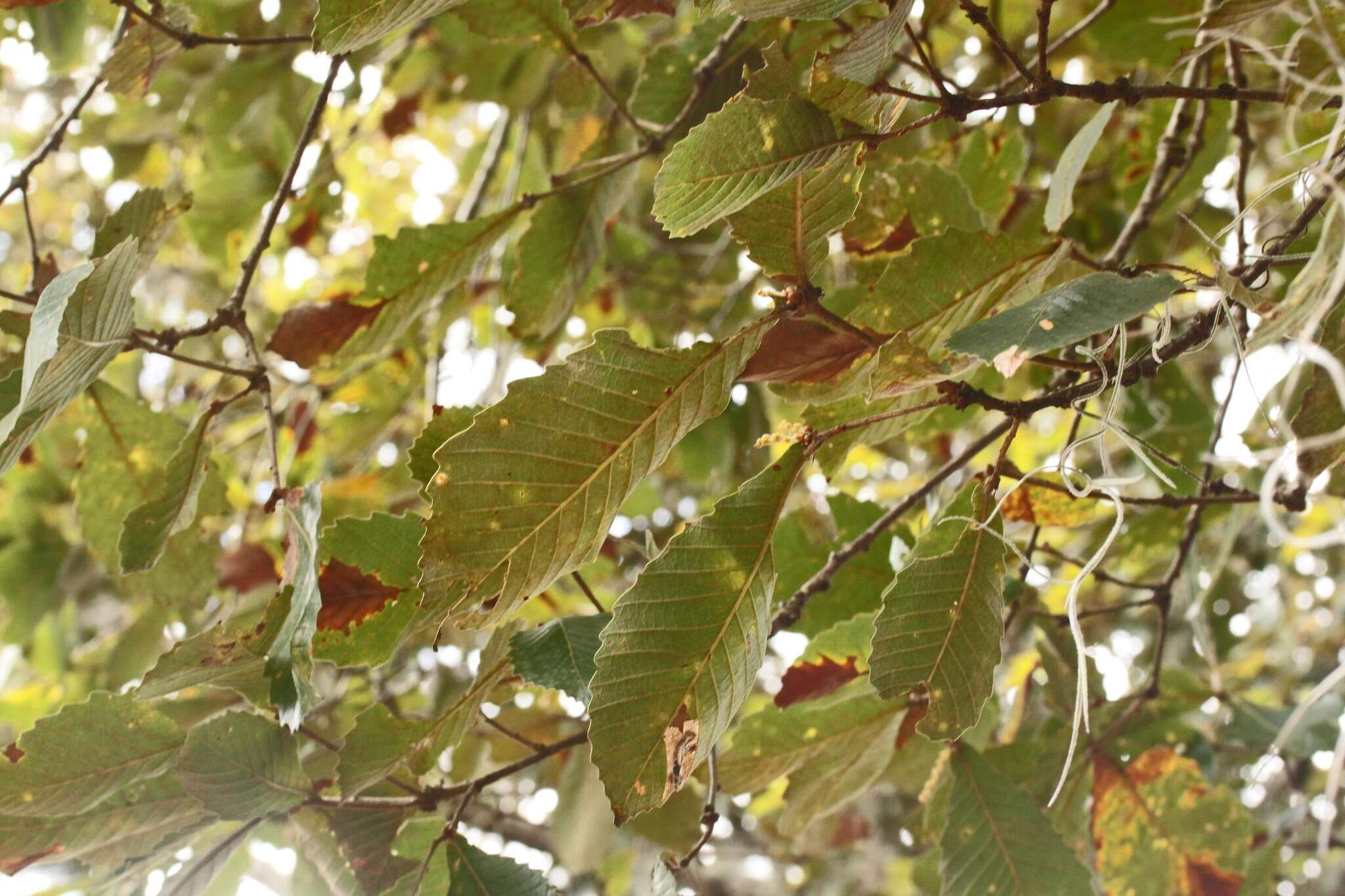 Слика од Quercus segoviensis Liebm.