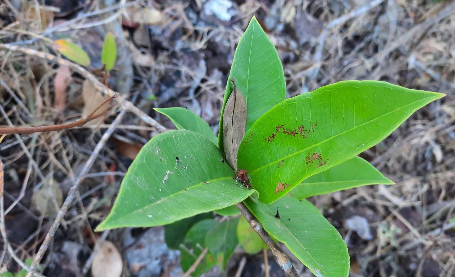 Image of Psidium firmum Berg