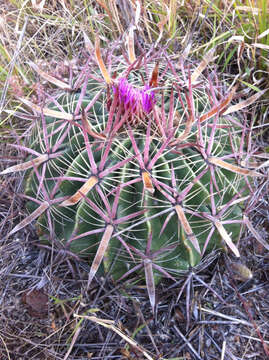 Image of Ferocactus latispinus (Haw.) Britton & Rose