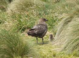 Stercorarius antarcticus lonnbergi (Mathews 1912) resmi