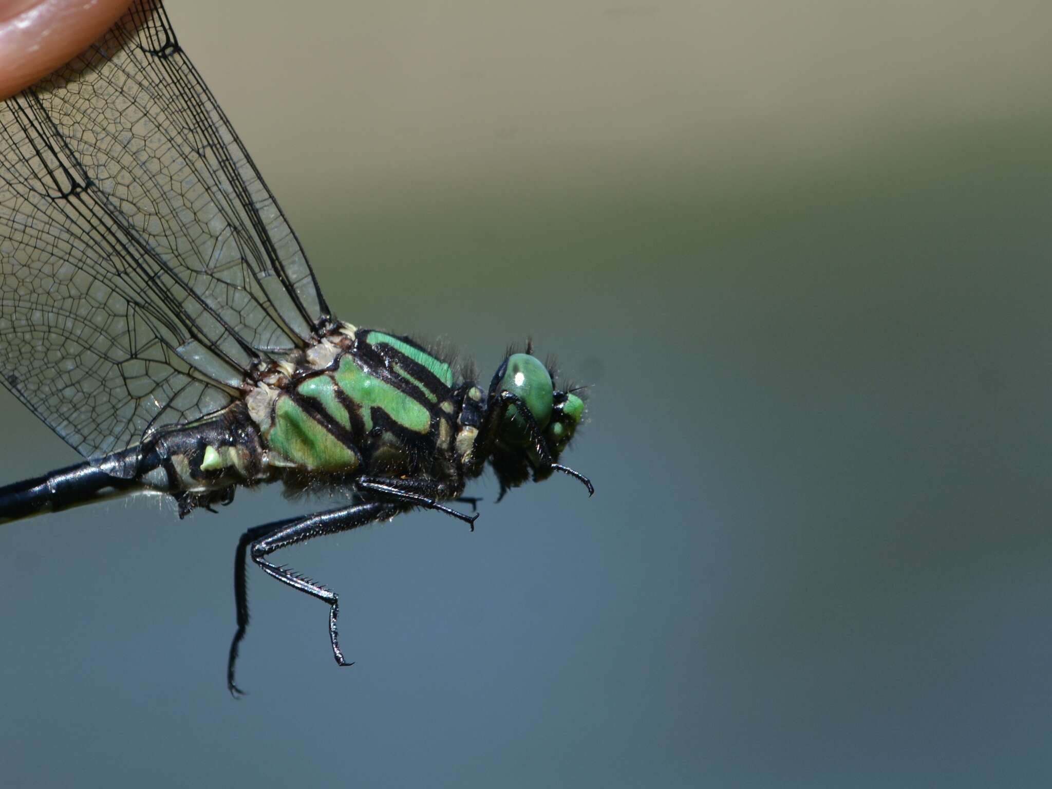 صورة Ophiogomphus anomalus Harvey 1898