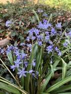 Image of Scilla bithynica Boiss.