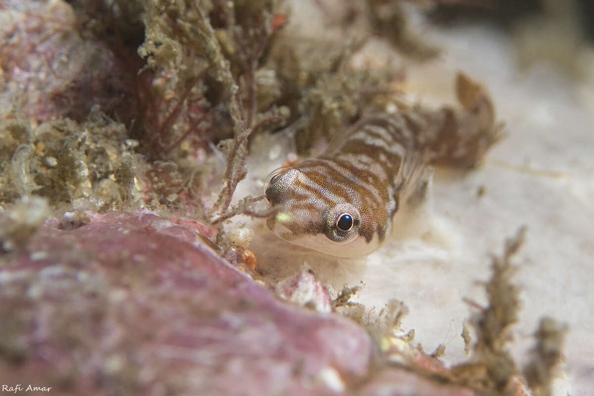 Image of Broad clingfish