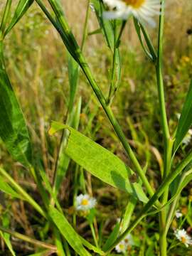 Imagem de Boltonia asteroides var. recognita (Fern. & Grisc.) Cronq.