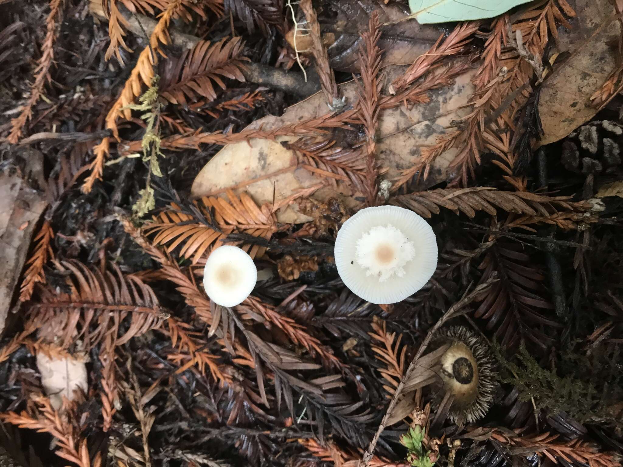 Plancia ëd Clitocybe fragrans (With.) P. Kumm. 1871