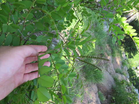 Image of Ouachita False Indigo