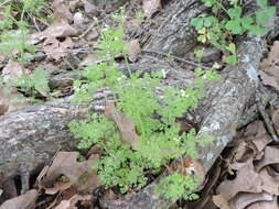 Image of hairyfruit chervil