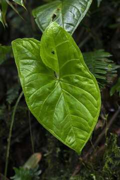 Image of Xanthosoma jaramilloi