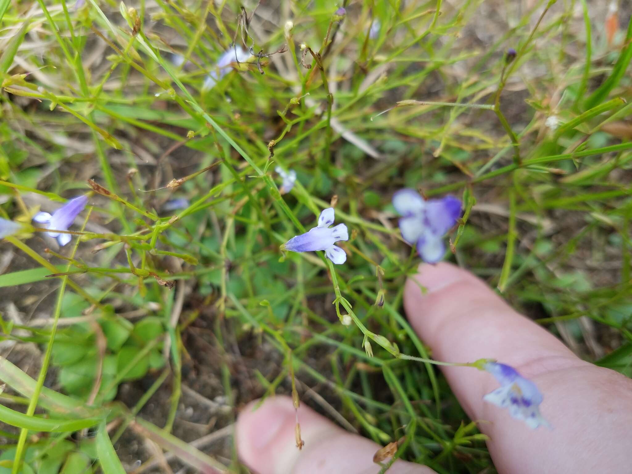 Image of Piedmont False Pimpernel