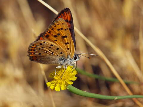 Image of Lycaena alciphron gordius