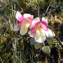 Sivun Erythranthe lutea var. variegata (Lodd.) G. L. Nesom kuva