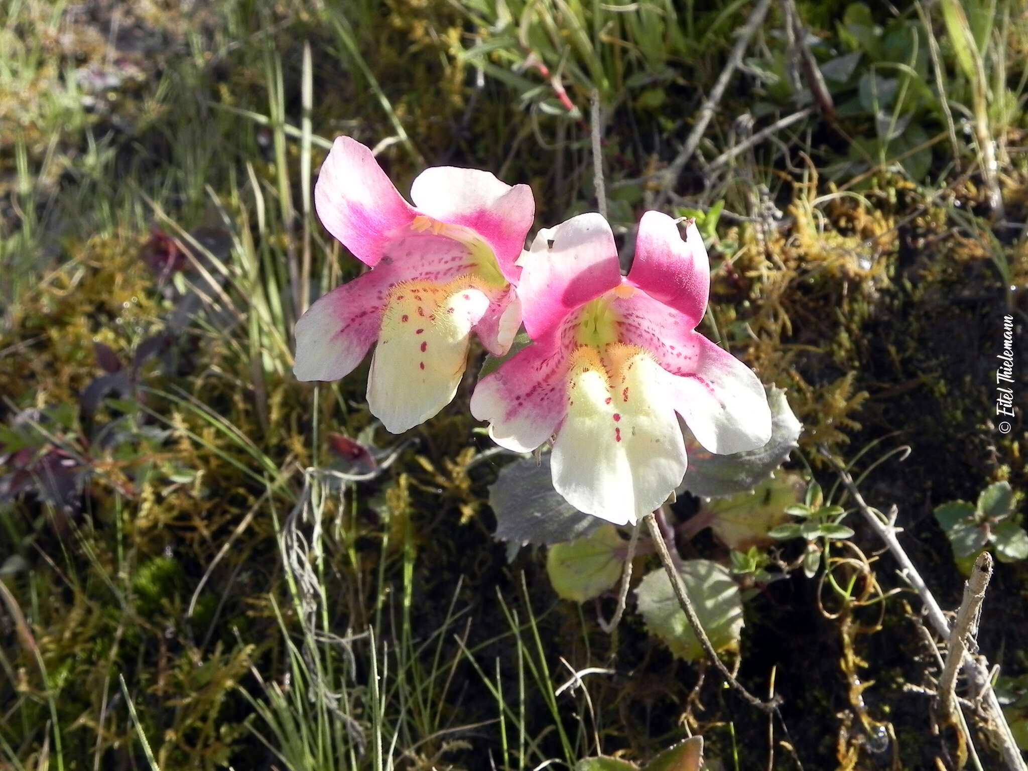 Image of Erythranthe lutea var. variegata (Lodd.) G. L. Nesom