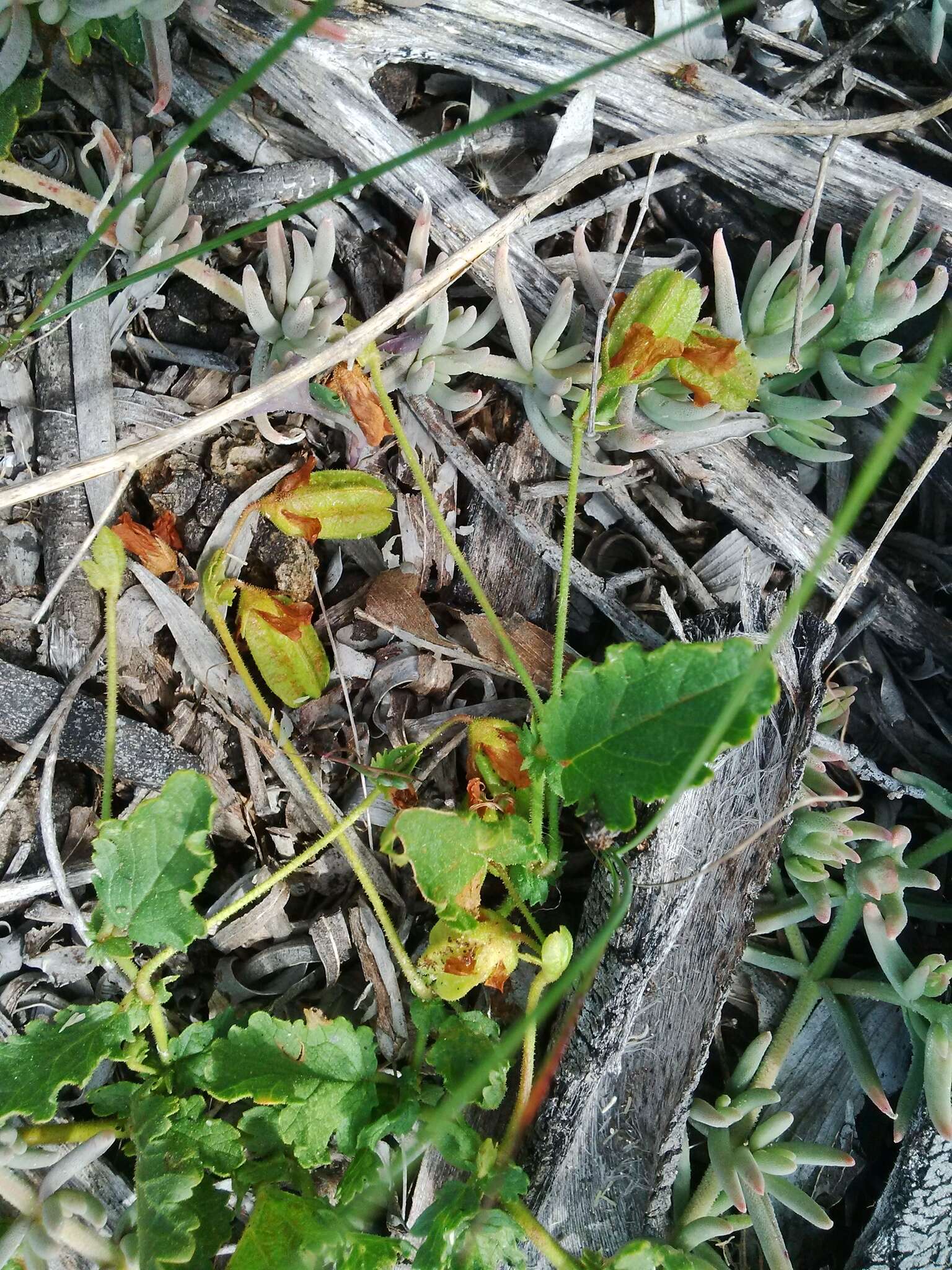 Image of Hermannia prismatocarpa E. Mey.