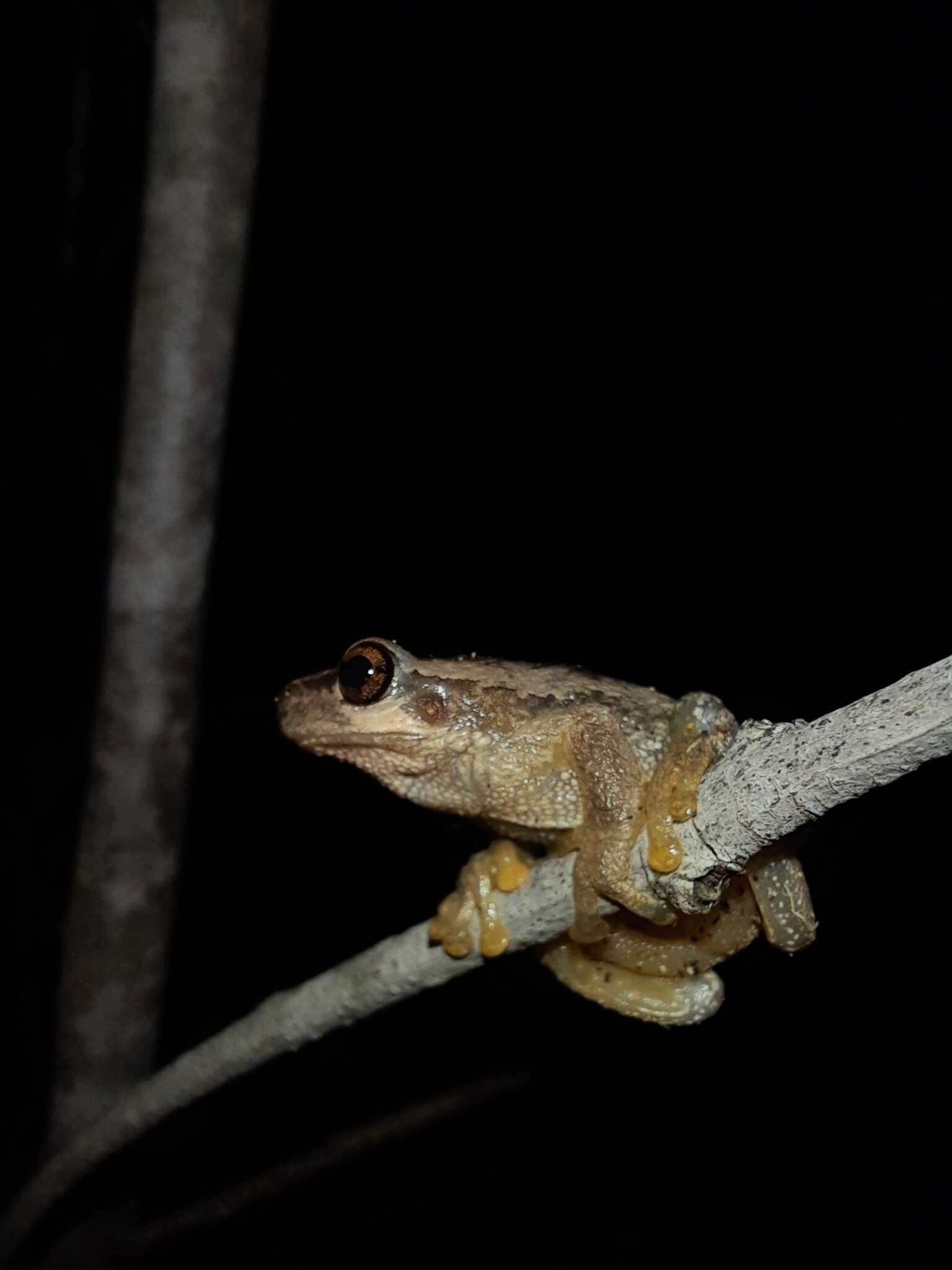 Image of Litoria quiritatus