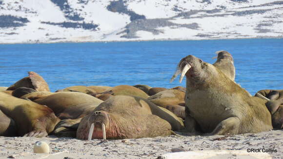 Image of walrus