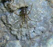 Image of cave cobweb spiders