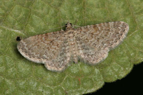 Image of Eupithecia cuculliaria Rebel 1907