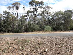 Image of Acacia harpophylla F. Muell. ex Benth.