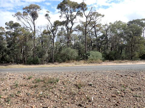 Image of Acacia harpophylla F. Muell. ex Benth.