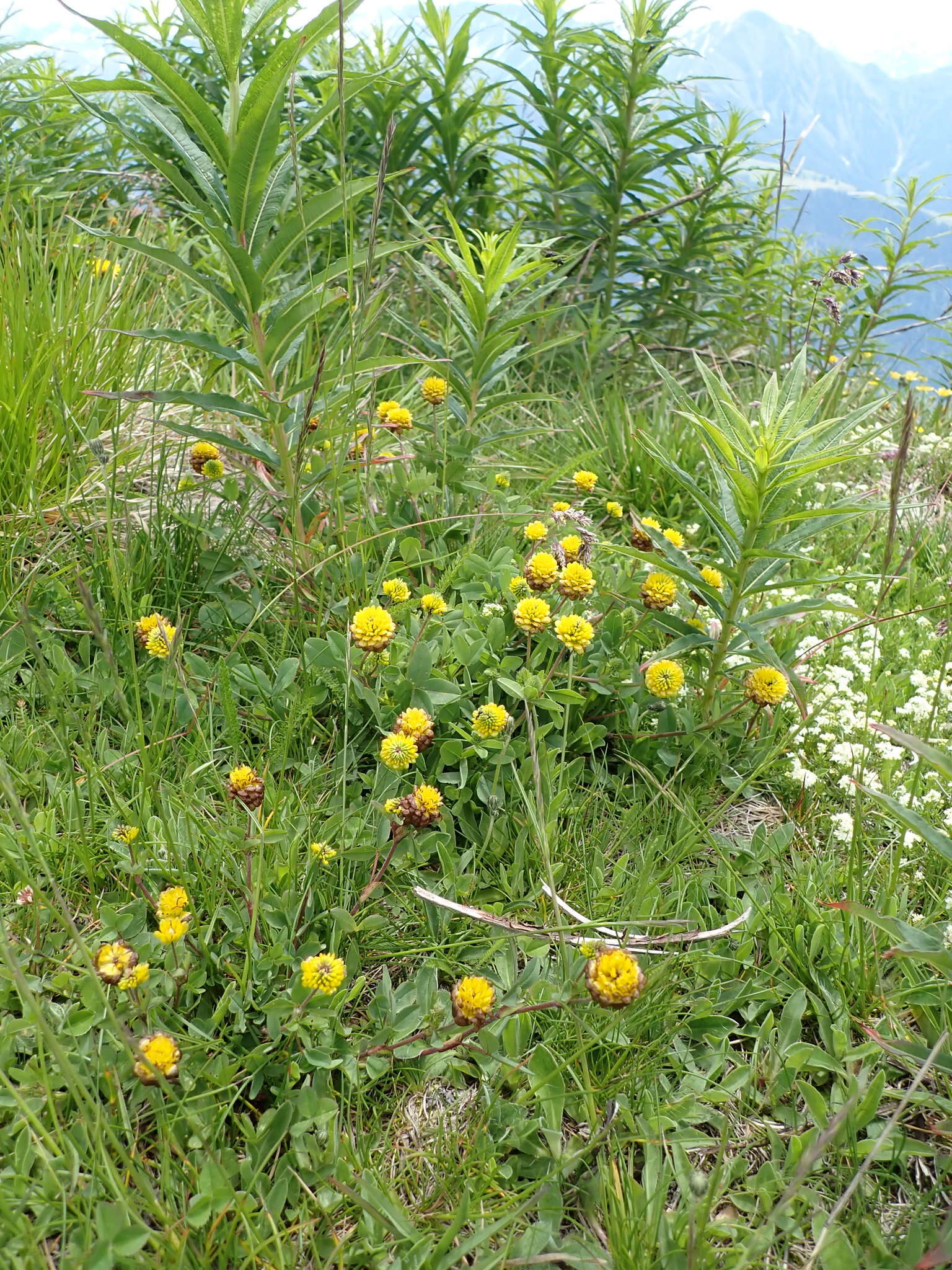 Sivun Trifolium badium Schreb. kuva