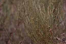 صورة Ephedra breana Phil.