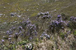 Plancia ëd <i>Psoralea congesta</i>