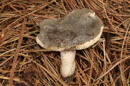 Image of Russula modesta Peck 1907